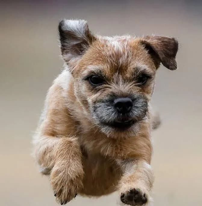 A scruffy terrier running toward the camera
