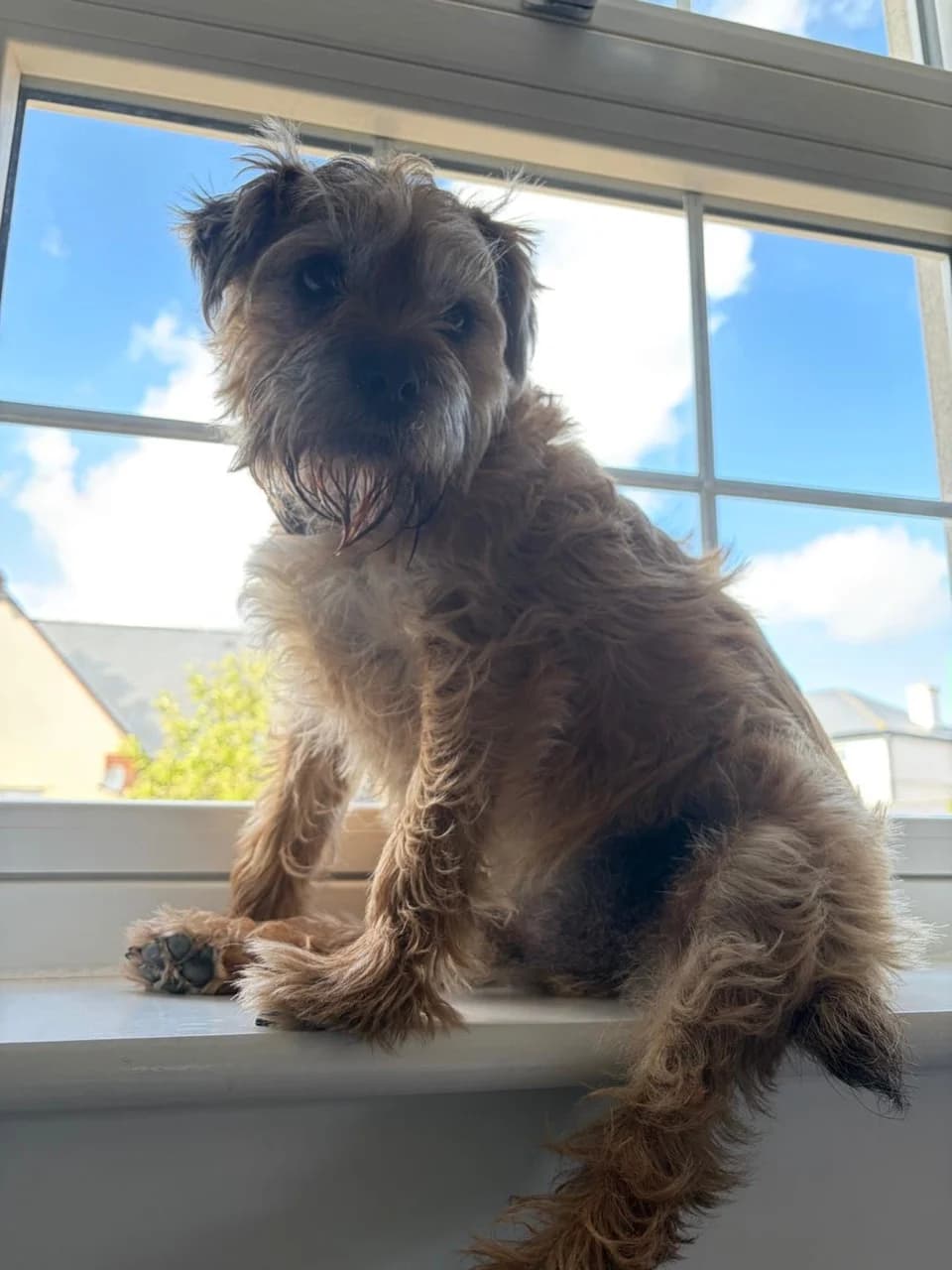 Astro, a scruffy border terrier, sitting on a windowsill with one back leg dangling over the edge